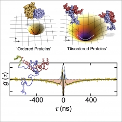 Dynamics of disordered proteins