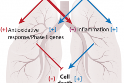 Health effects of atmospheric particulate matter