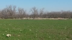 Rehovot Daffodils 2014 picture no. 3