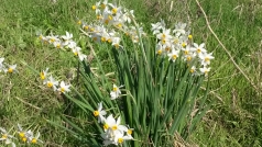 Rehovot Daffodils 2014 picture no. 1