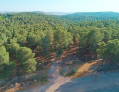 Yatir forest, March 2018 picture no. 8