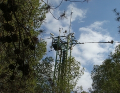 The Yatir Forest - Snow in 2015 picture no. 4