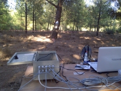 The Yatir Forest - Sept. 2012 picture no. 1