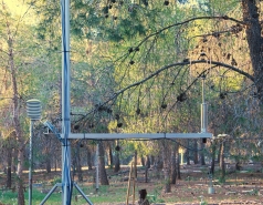 Yatir forest, March 2018 picture no. 1