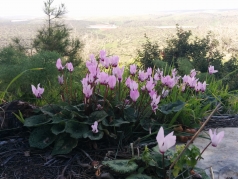 Amatzia - JNF 2014 picture no. 3