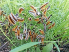 Amatzia - JNF 2014 picture no. 10