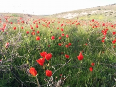 Amatzia - JNF 2014 picture no. 12