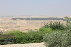 The Yatir Forest - June 2011