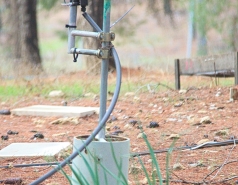 Yatir forest, January 2018 picture no. 3