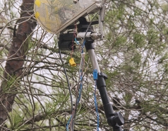 Yatir forest, January 2018 picture no. 6