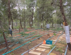 Yatir forest, January 2018 picture no. 11