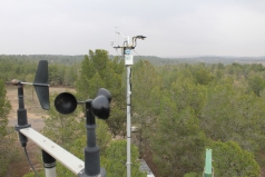 The Yatir Forest - Nov. 2011 picture no. 6