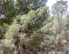 Drone remote sensing, 2020 picture no. 4