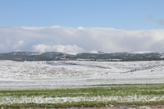 The Yatir Forest - Snow in 2015 picture no. 6