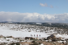 The Yatir Forest - Snow in 2015 picture no. 5