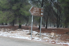 The Yatir Forest - Snow in 2013 picture no. 1