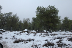 The Yatir Forest - Snow in 2013 picture no. 4