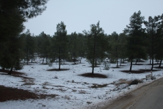 The Yatir Forest - Snow in 2013 picture no. 5