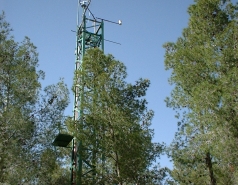 The Yatir Forest - Snow in 2015 picture no. 9