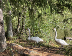 Nuuksio, Finland 2025 picture no. 9