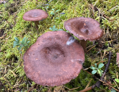 Nuuksio, Finland 2025 picture no. 11