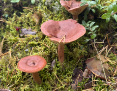 Nuuksio, Finland 2025 picture no. 12