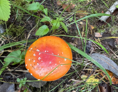 Nuuksio, Finland 2025 picture no. 13