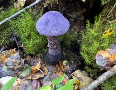 Nuuksio, Finland 2025 picture no. 15