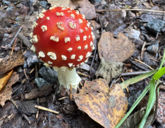 Nuuksio, Finland 2025 picture no. 22