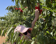 Golan Heights 2024 picture no. 6