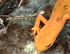 Green mountains - Vermont 2024 picture no. 9