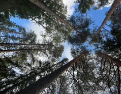 Nuuksio, Finland 2025