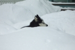 Dog in Snow – Telluride, USA