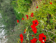 Iris picnic, February 2022 picture no. 9