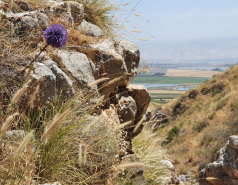 Gilboa, May 2021 picture no. 3