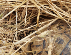 Gilboa, May 2021 picture no. 8