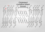 Nucleation, growth and polymorphic transitions of cholesterol monohydrate with relevance to atherosclerosis