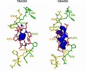 A view of the interface (residues 268-278) between subunits A (green) and B (yellow) of TbADH and CbADH. Note the smaller cavity at the interface of TbADH relative to larger one in CbADH. Cavities were calculated by the program SURFNET 1.4.