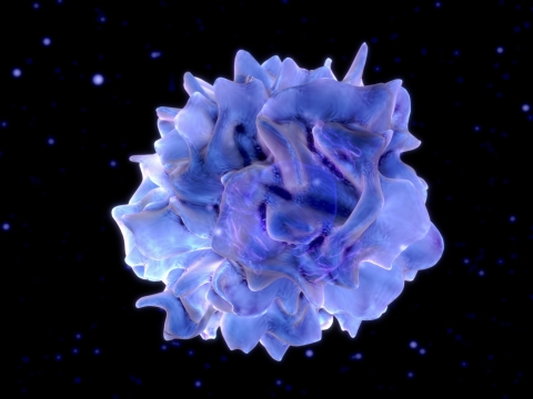 A dendritic cell
