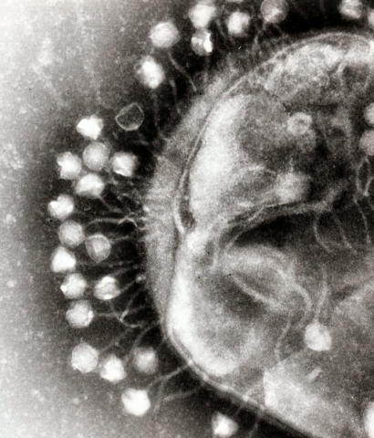 A phage virus