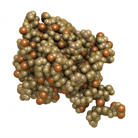 Model of a ubiquitin protein molecule