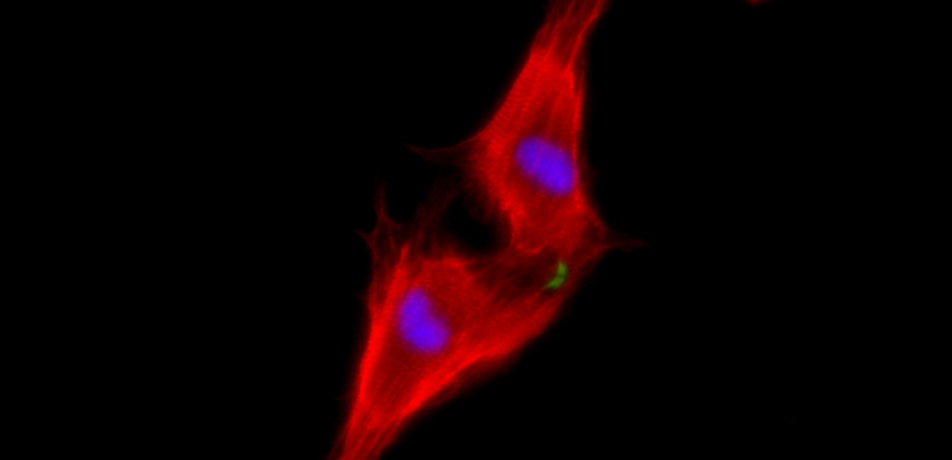 Two neonatal cardiomyocytes (stained red) undergoing cell division after treatment