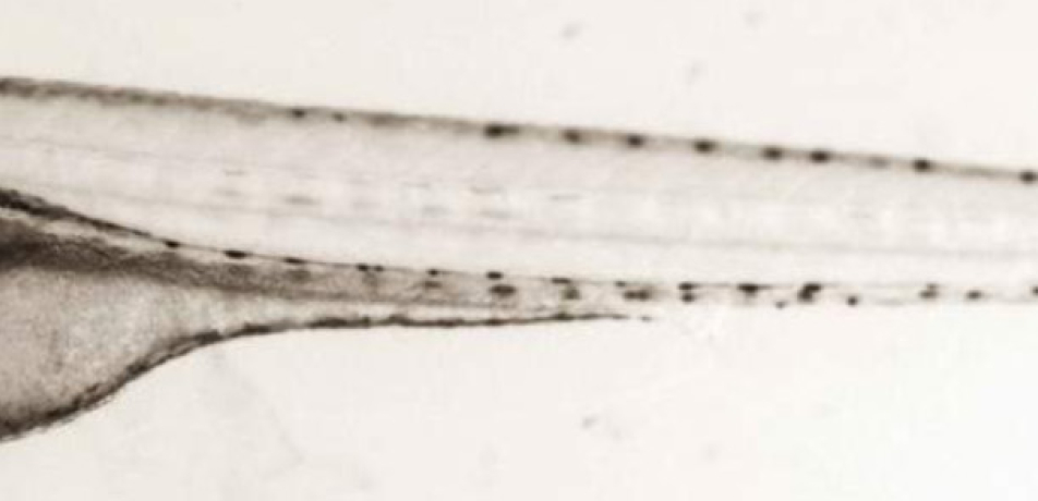 Zebrafish larvae as seen under a microscope.