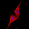 Two neonatal cardiomyocytes (stained red) undergoing cell division after treatment