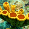 Yellow tube sponges from the ocean floor