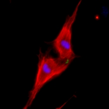 Two neonatal cardiomyocytes (stained red) undergoing cell division after treatment
