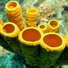 Yellow tube sponges from the ocean floor