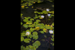 Dedication ceremony of the renovated Stone Administration Building