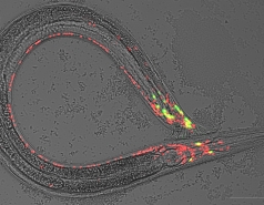 The nervous system of a C. elegans male