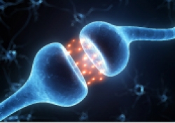 Mechanism of sex-specific synapse elimination